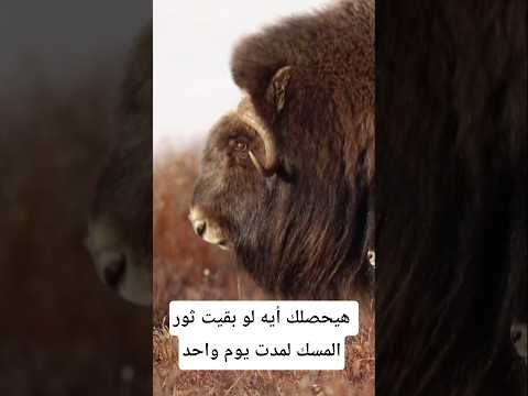 هيحصلك إيه لو بقيت ثور المسك يوم واحد معلومات اكسبلور   معلومات غريبة 