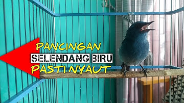 PANCINGAN TERBAIK SELENDANG BIRU JAMIN LANGSUNG NYAUT