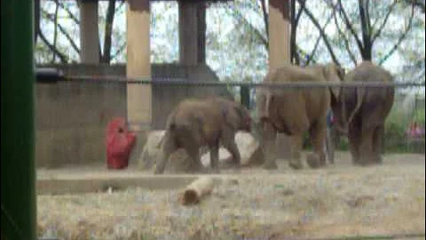 Elephant training at the Louisville Zoo