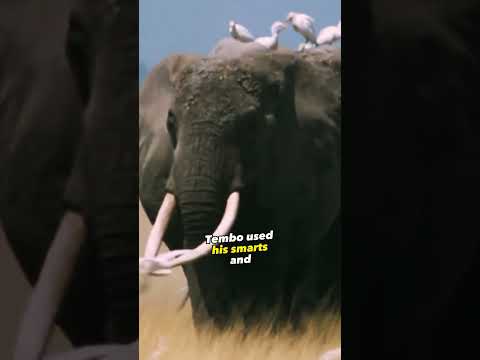 Video: Afrikansk elefant og indisk elefant: hovedforskjeller og likheter