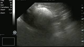 Canine Ultrasound 30 days