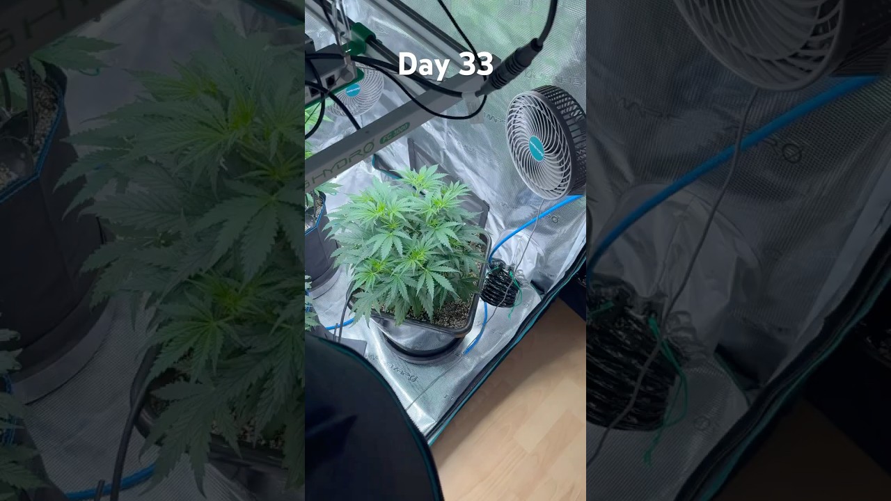 Homegrow Day 33 Sweet Tai 