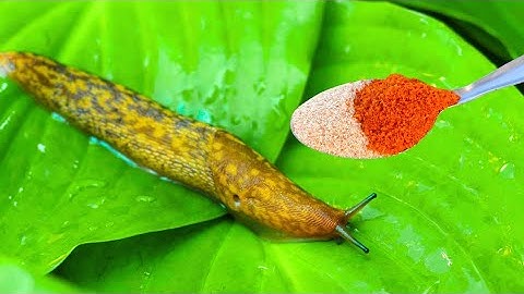 How to get rid of slugs and snails! 100% effective and good for plants