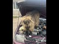 Мастер #animals