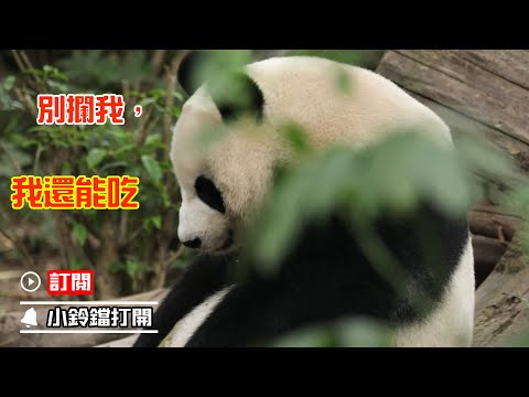 《熊貓主題趴》幹飯，我們是認真的 | iPanda熊貓頻道