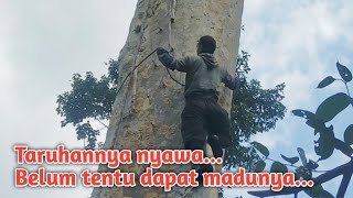 Eps. 518 || Perjuangan Berat Panen Madu Lebah Hutan Sumatera