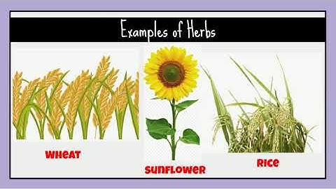 Chapter 2 - Plants Around Us : Herbs and Climber