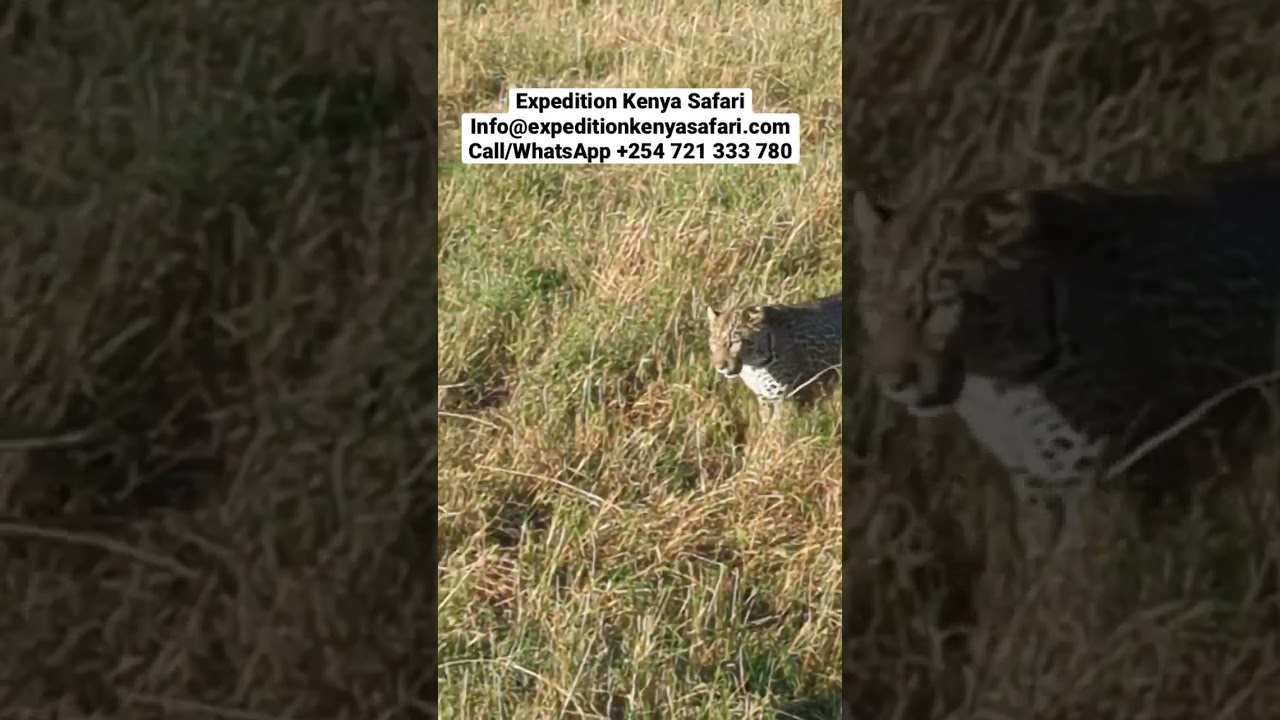 Lucky Leopard Sighting Masai Mara