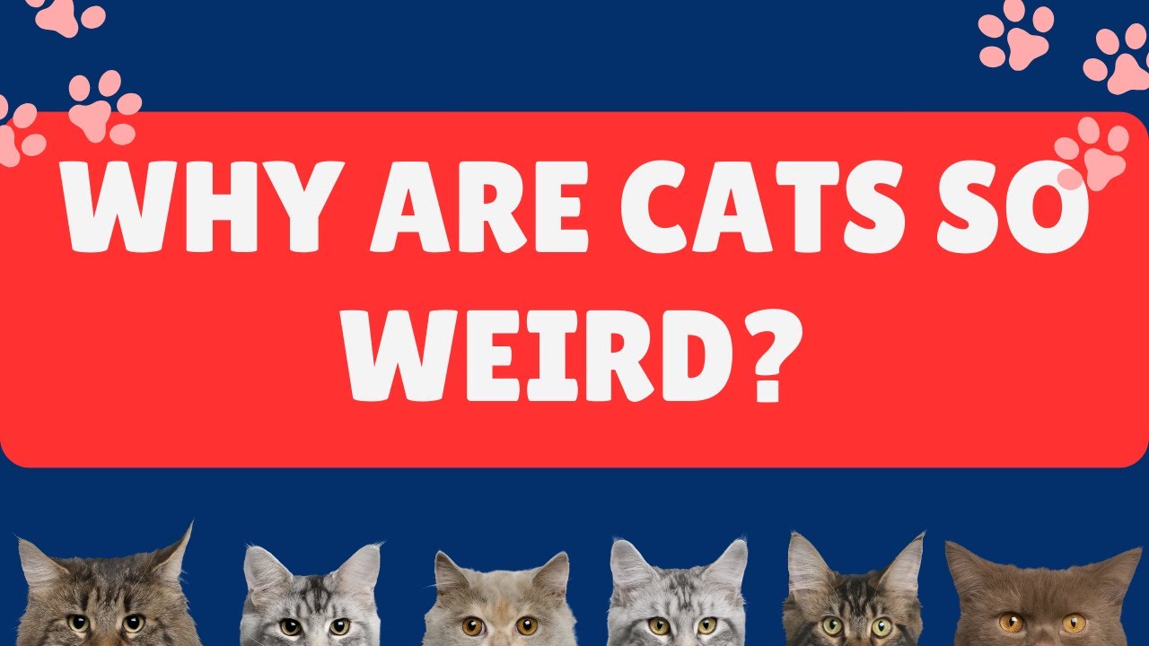 Why Are Cats So Weird? Cat Behaviours And Secrets Explained YouTube