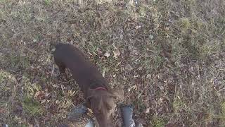 drake catches pheasant IL controlled hunt