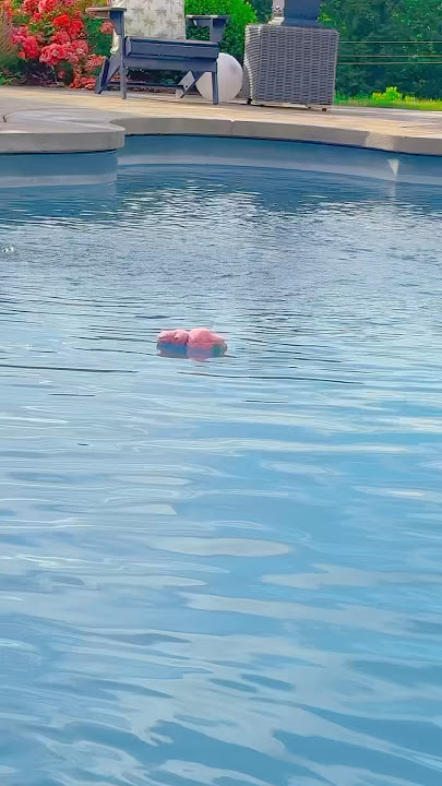 CAN LABUBU’S SWIM?!?!? 🤷‍♀️🤯 #fun #swimming #viral #trend #labubu #omg #toys