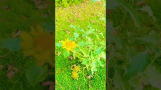 #floral #flowerpower #flowergarden #flowers #sunflower #sunflowers #ytshorts #naturelovers #nature