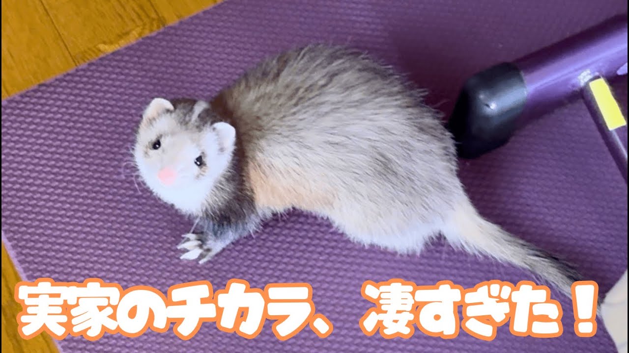 【火葬翌日】実家に帰ったら、フェレット達が嘘みたいに元気になった【ferret