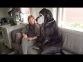 Great Dane Dog Will Have You Rolling On The Floor Laughing ЁЯШВ NEW Funny Dog Videos 2024 Great Dane Dog Will Have You Rolling On The Floor Laughing ЁЯШВ NEW Funny Dog Videos 2024