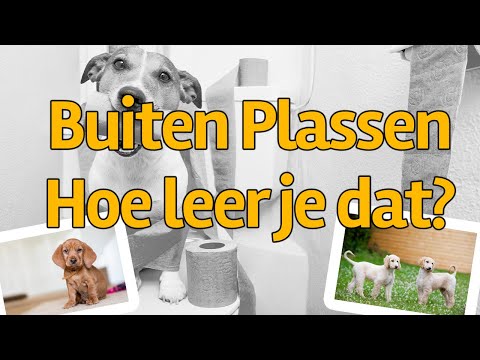 Video: The Green Bean Diet voor honden