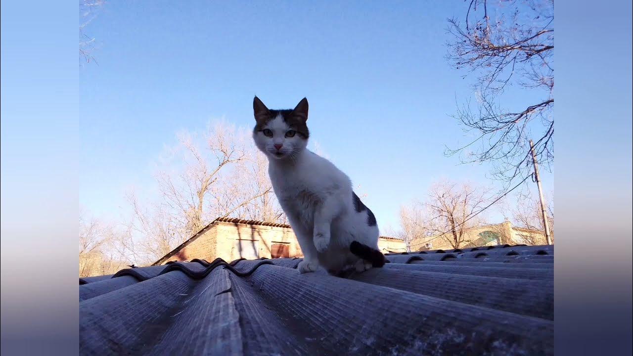 Кошка голодный песня. Хор голодных кошек. Cats are hungry.