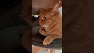 Music for restless cats #calmmusicforcats #cat #catrelaxation #cute