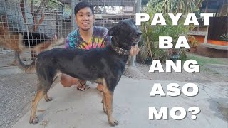 Vlog 181: BASIC TIPS PARA KUMAPAL/TUMABA ANG ASO #dogs #belgianmalinois #papsnikstv