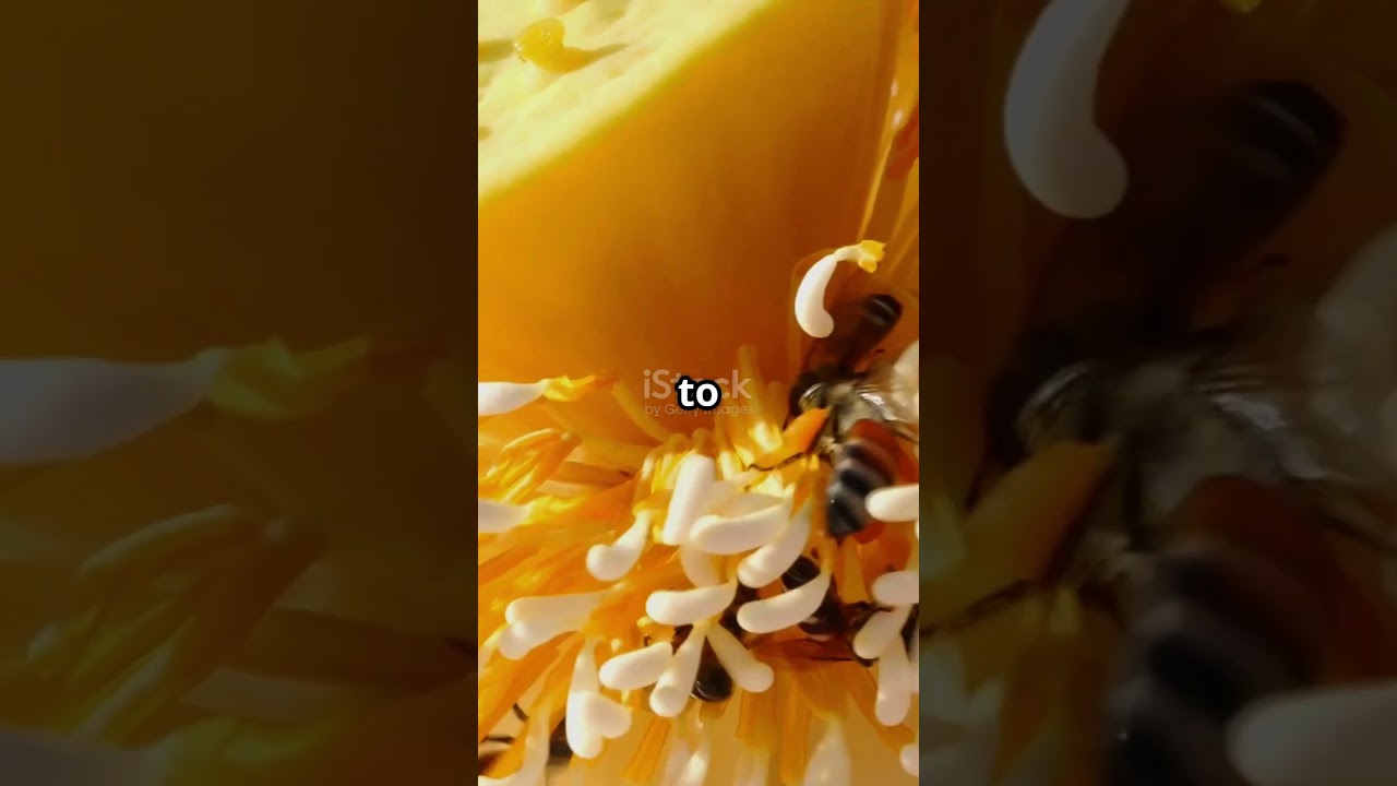 Pollination Secrets REVEALED! 🌺🔍 