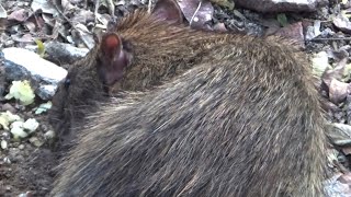 Huge Rats Locally In Search Of Food M H Media