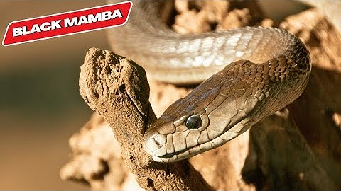 Black Mamba: The Lethal Racer of the African Bush (Snake Video) | EcoExplorerTV