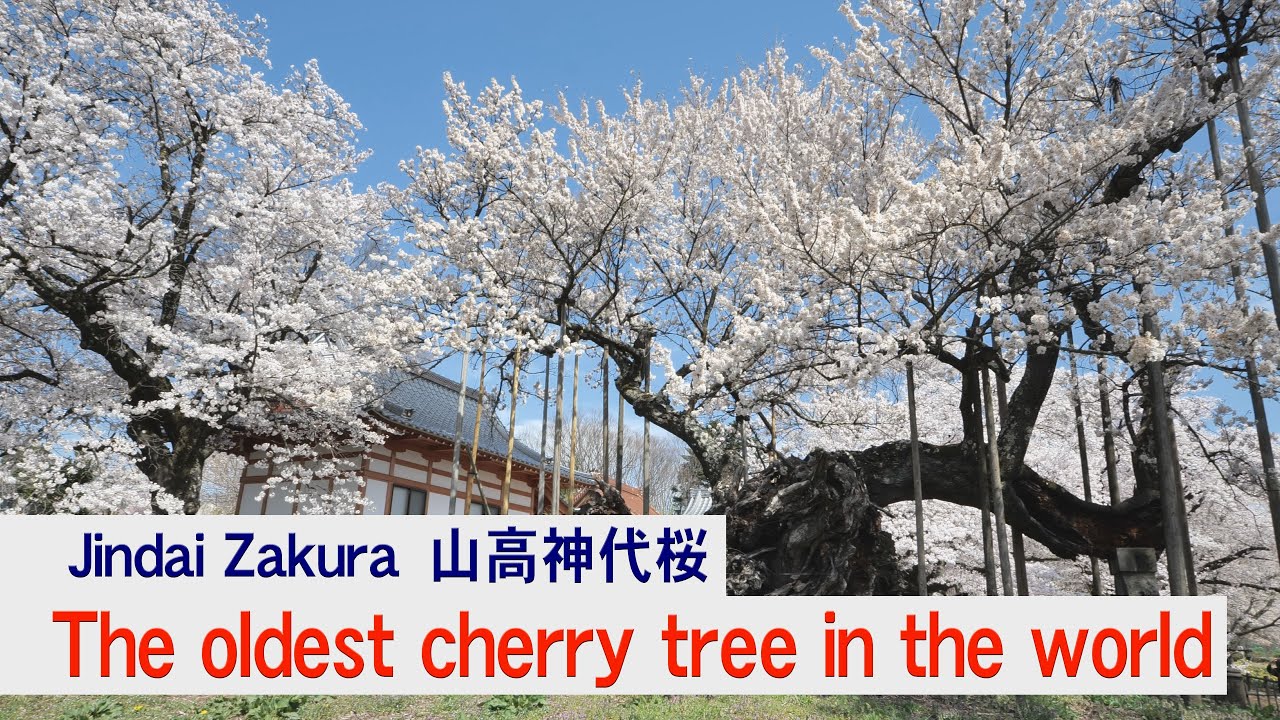 The oldest cherry tree in the world! jindaizakura in Yamanashi. YouTube
