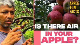 Top apple fun facts #apples #facts