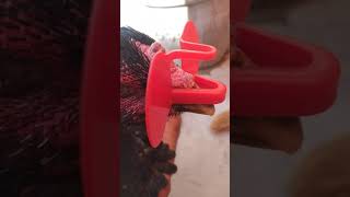how to place nose clip on hen |murghi ko nose clip pehnana ka tarika | By Aseel Blood Karachi
