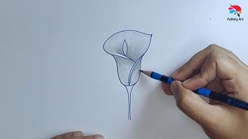 How to Draw a Calla Lily Flower Step by Step | Flower Drawing Tutorial