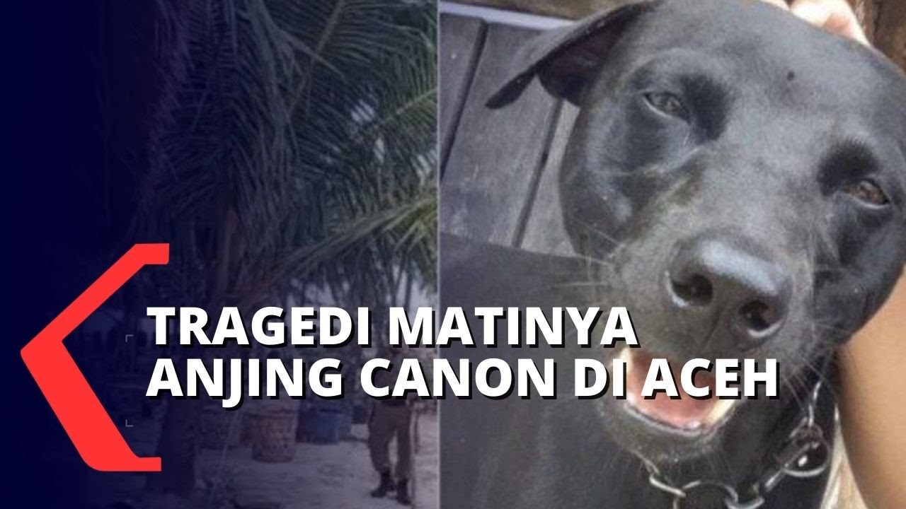 Aktivis kecam kasus anjing mati usai ditangkap satpol pp di pulau bayak aceh