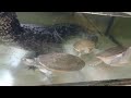Krátkokrčky červenobřiché (Emydura subglobosa) a dlouhokrčky drsné (Macrochelodina rugosa)