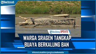 Detik-detik Mas Hili Warga Sragen Tangkap Buaya Berkalung Ban di Palu
