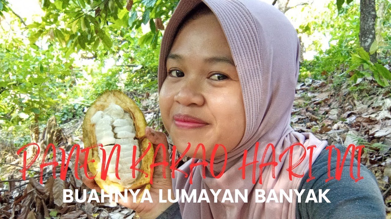 PANEN KAKAO! ALHAMDULILLAH... BUAHNYA MELIMPAH