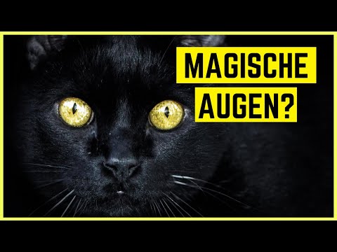 Video: Warum leuchten die Augen von Tieren und Menschen im Dunkeln?