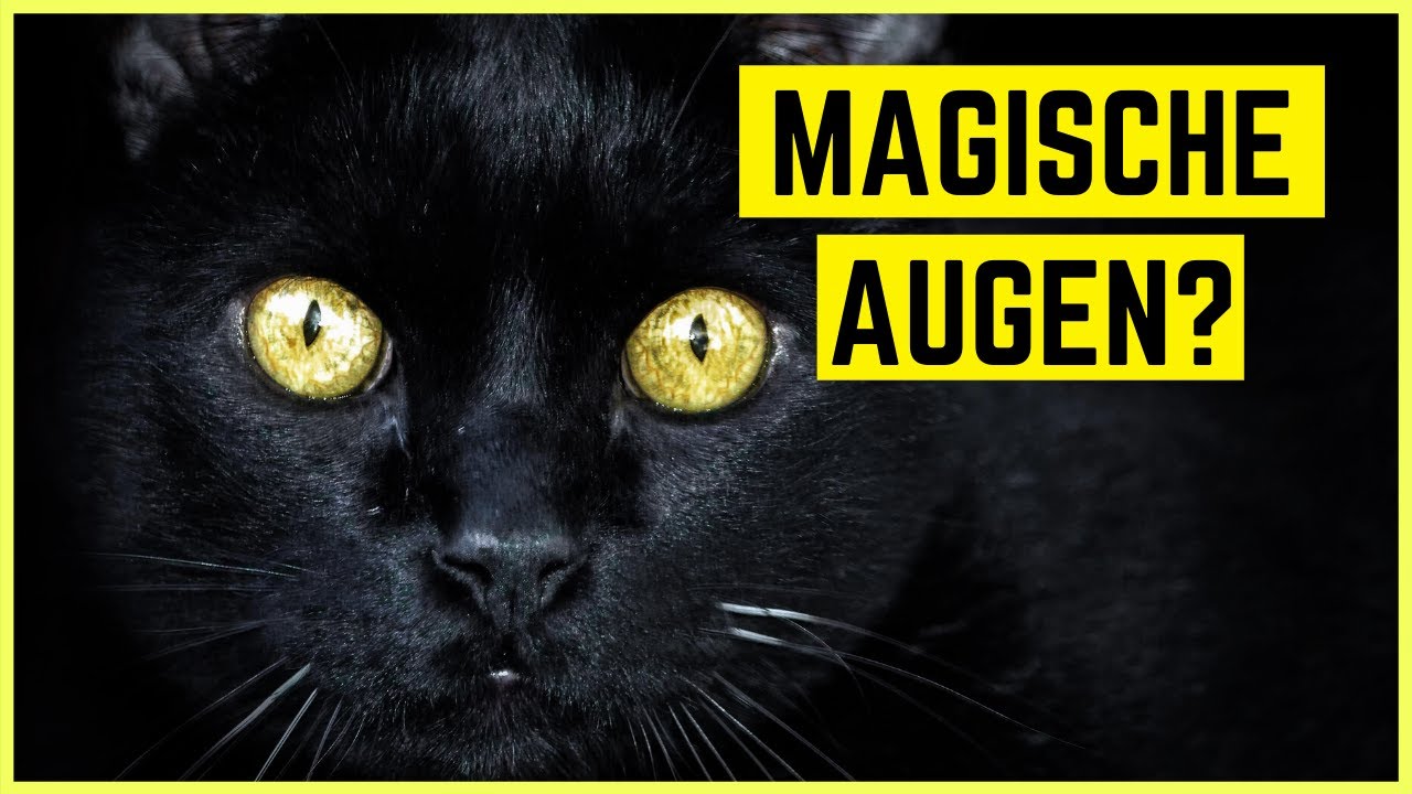 WARUM LEUCHTEN KATZENAUGEN IM DUNKELN?