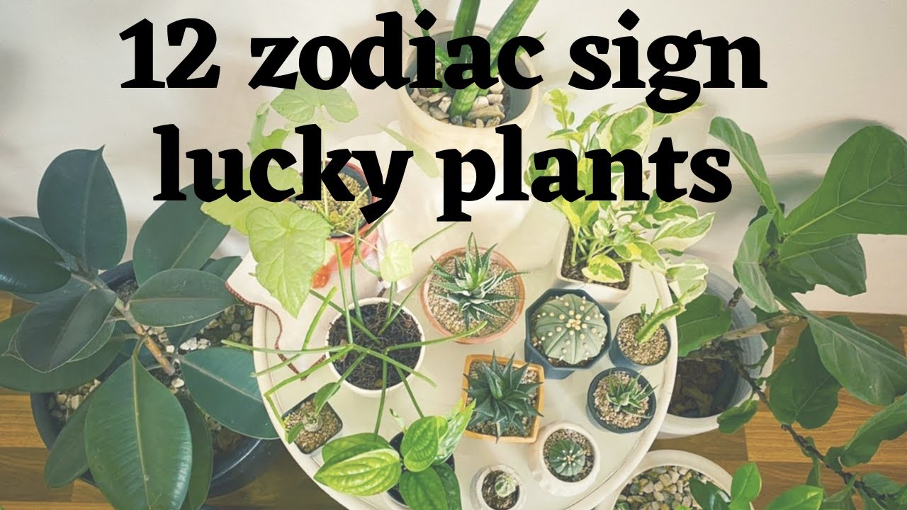 Растения, приносящие удачу знакам зодиака