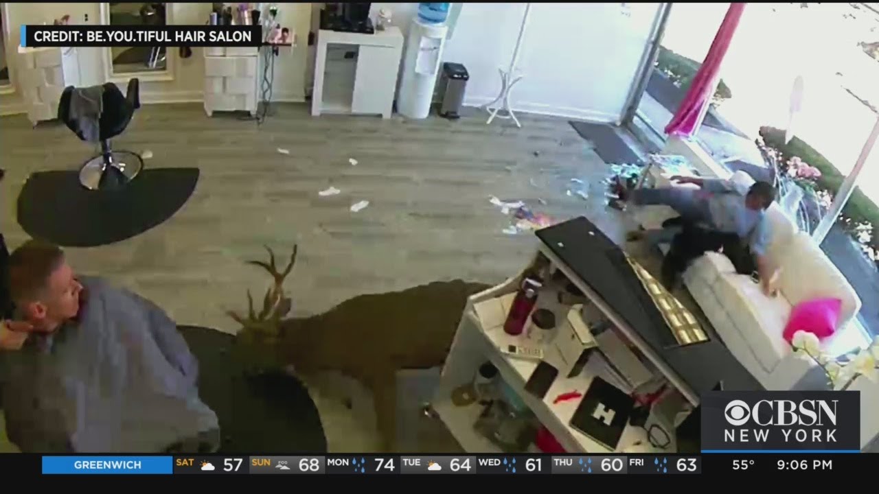 Deer Crashes Through Long Island Salon's Window
