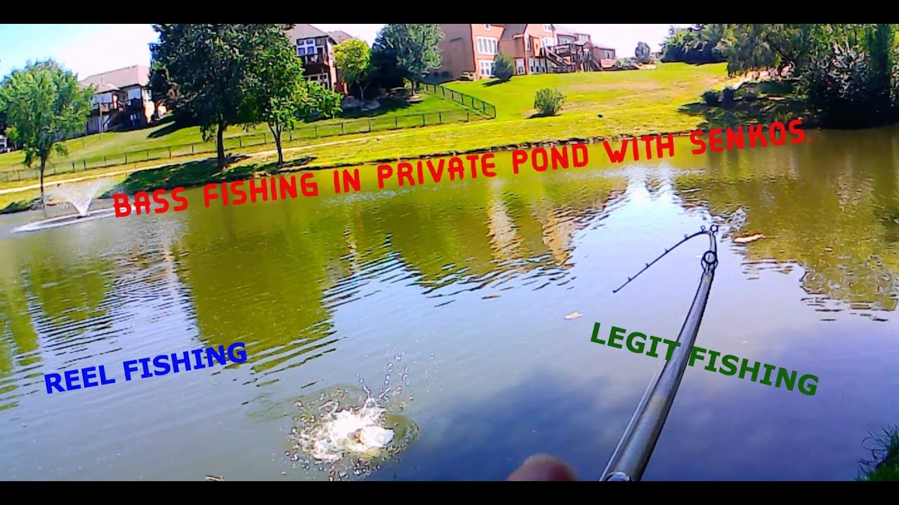 Bass fishing in private pond with Senkos Bass Manager The Best Bass