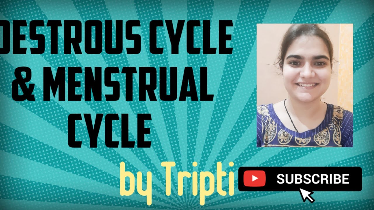 Class 12 Oestrous And Menstrual Cycle part 4 YouTube
