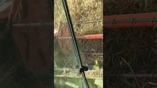 Harvesting barley using a combine harvester CLaas Dominator150 Hydro drive #youtubeshorts