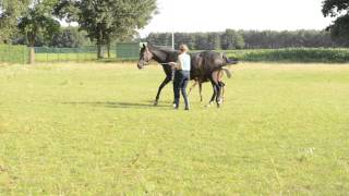 M.a. Alia Exotic J Atteah Eai