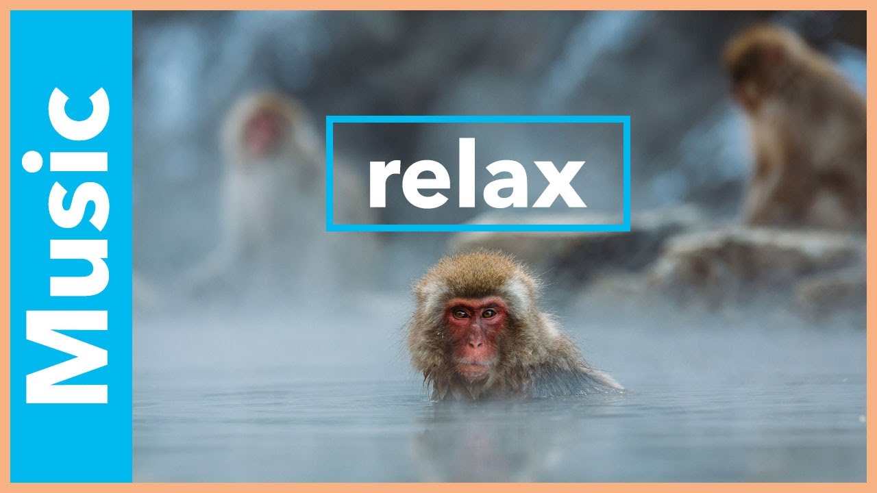 SOUL OF THE WILD | ABSTRACT MEDITATION NATURE SOUNDS | HYPNOTIC VISUALS