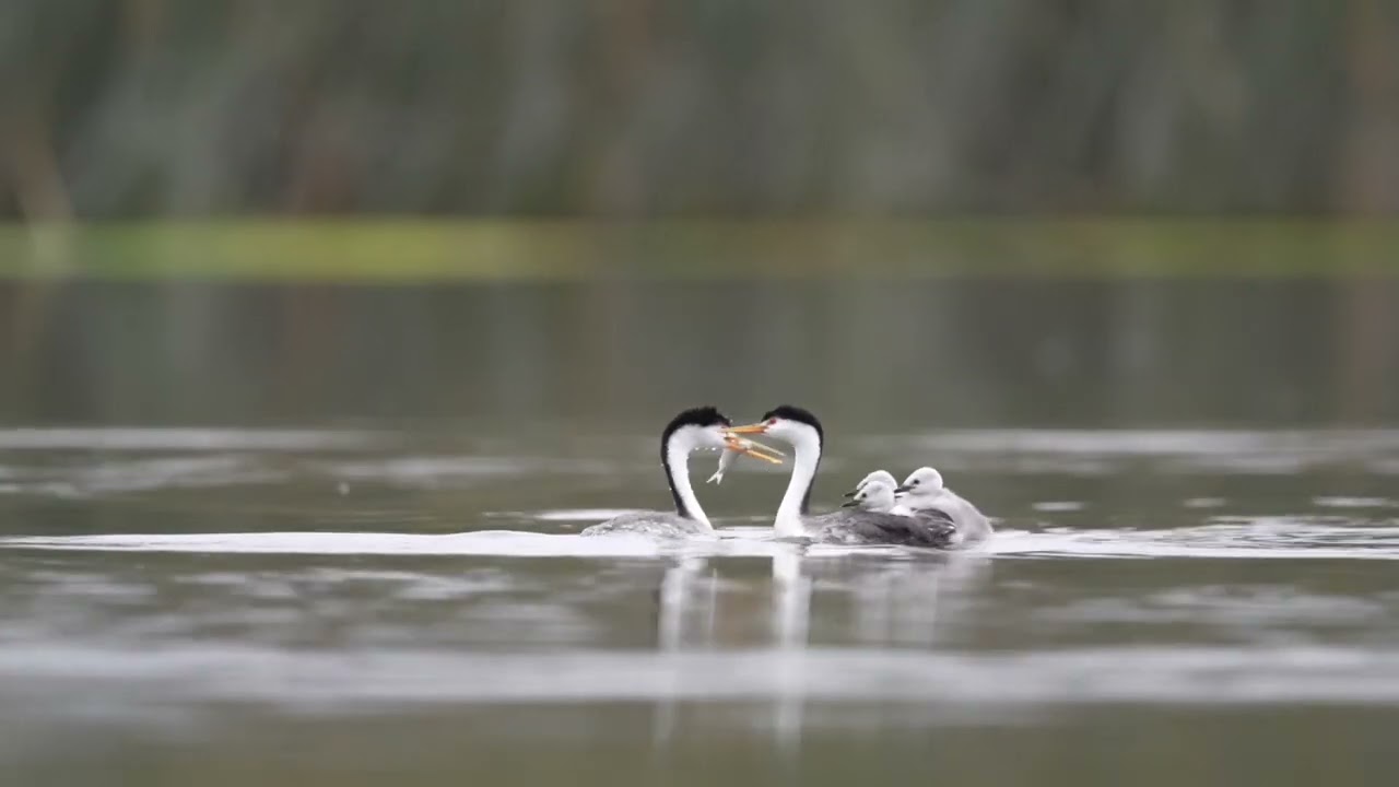 Western Grebe Family