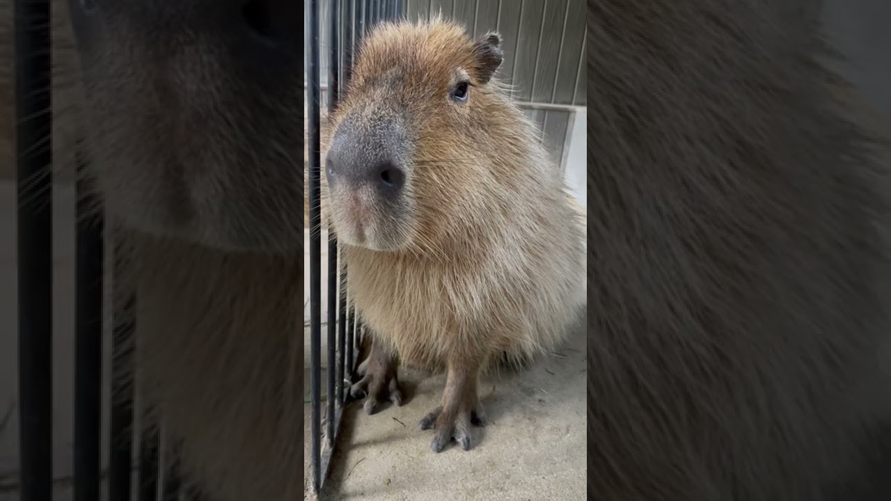 機械⚙仕掛けのカピバラ人形 Model of a mechanical capybara android.