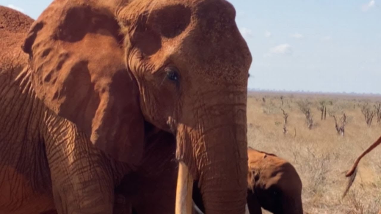 Female elephant shows her stunningly beautiful tusks that are long and iconic || WooGlobe