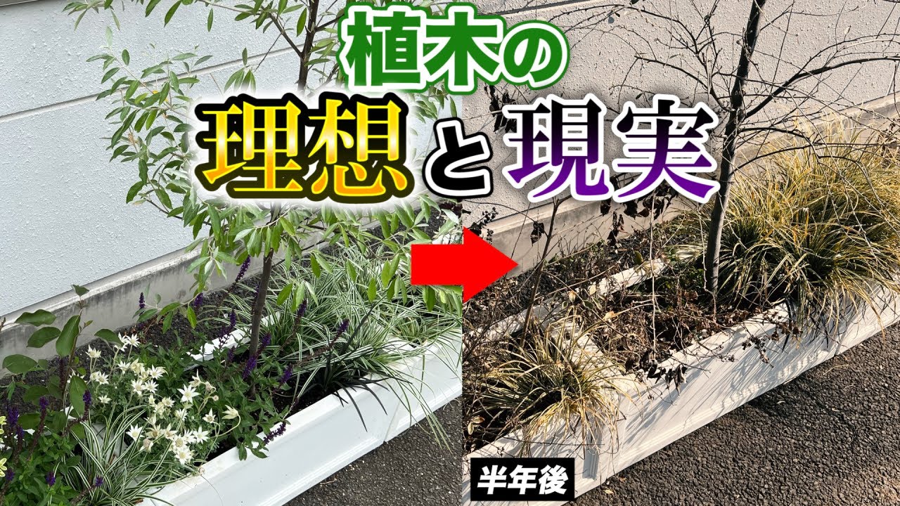 【動画で語られなかった】鉢植え目隠し、芝桜、ロシアンオリーブ生垣のその後は？