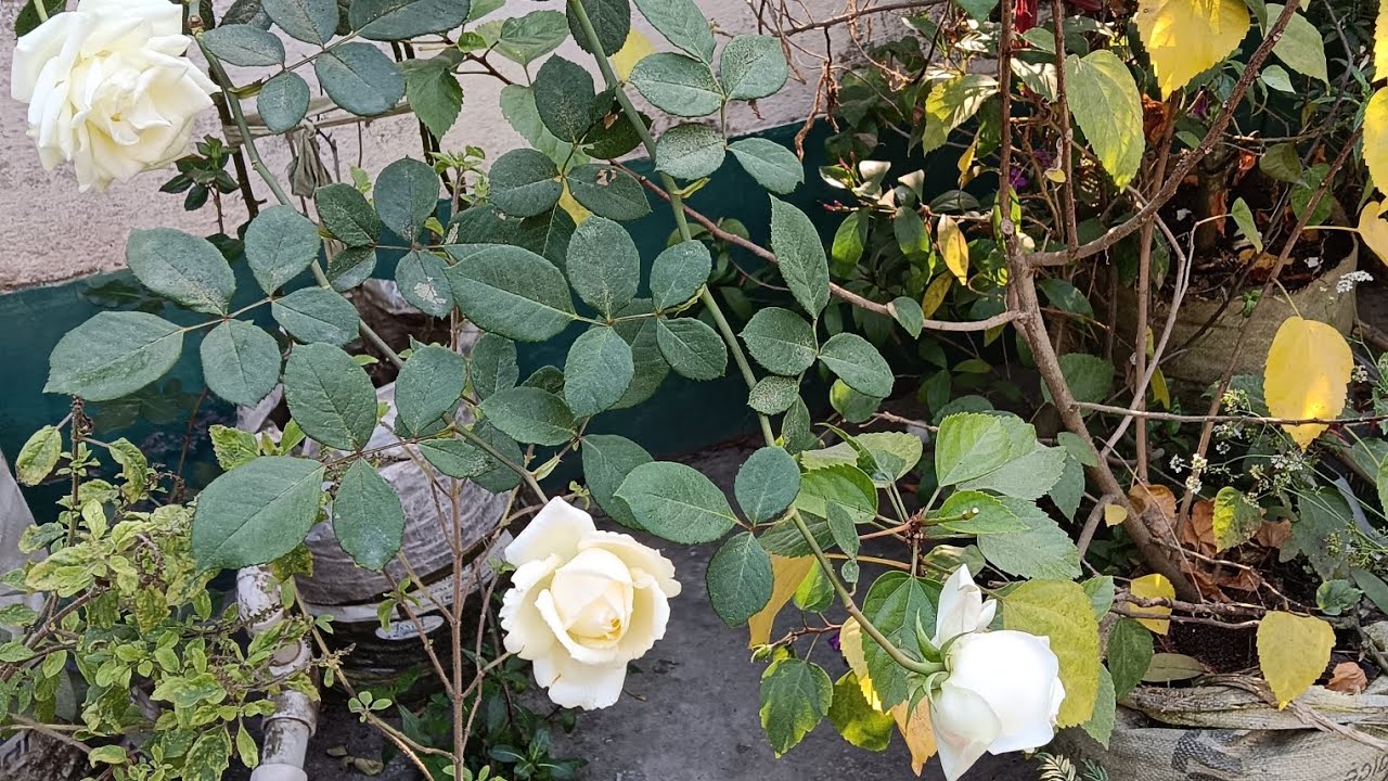 আজ বাগানে অনেকগুলো সাদা গোলাপের মেলা বসেছে আরে একি হাত দিতেই কি ঝরে গেলো 😳