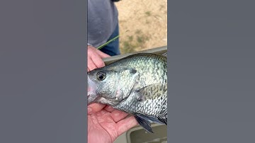 The Crappie Spawn is On!
