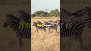 Zebra Secrets: Stripes, Speed, and Social Life