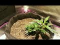 Monster Cropping a Plant From Clone to Harvest